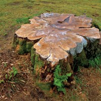 How to Remove Your Tree Stumps from the Yard?