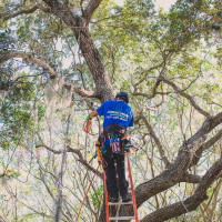 The Reliable Tree Removal Service In Largo FL