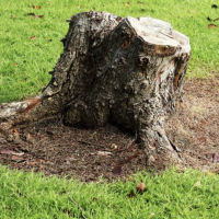 How To Remove A Tree Stump