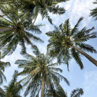 Tree Service In Saint Petersburg FL To Trim Your Palm Trees