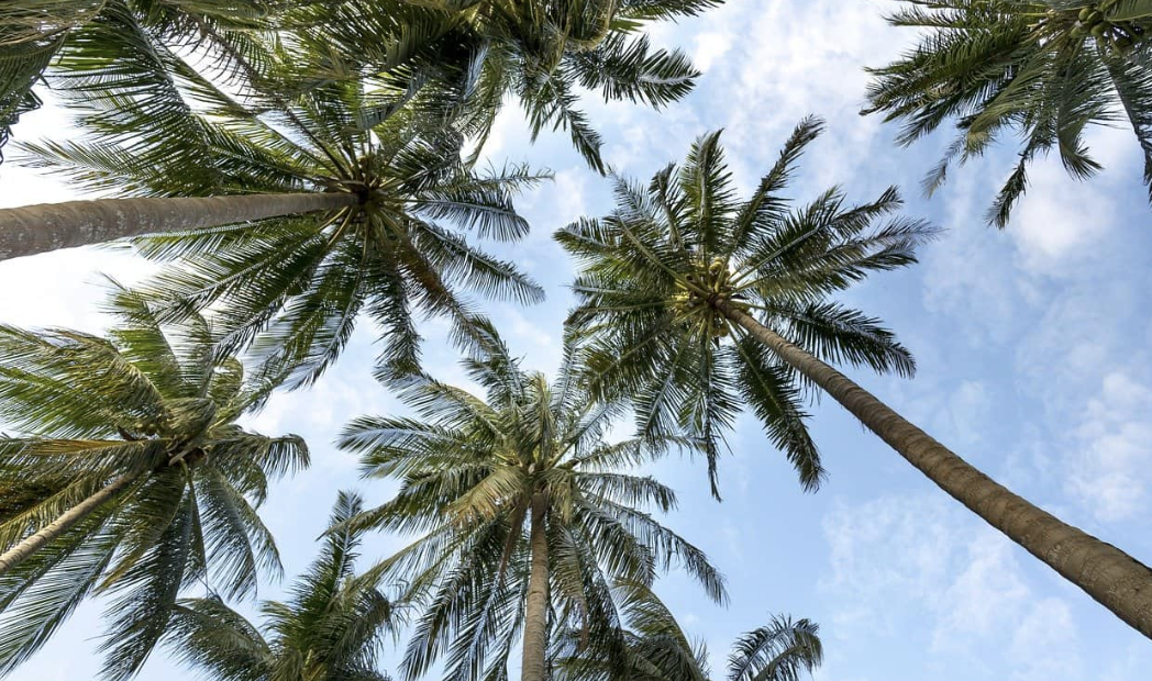 Tree Service In Saint Petersburg FL To Trim Your Palm Trees