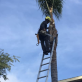 Tree Service In Clearwater : Trimming Tree Mistakes Homeowners Make