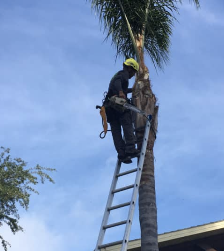 Tree Service In Clearwater :Trimming Tree Mistakes Homeowners Make