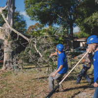 Tree Service In Clearwater Myths