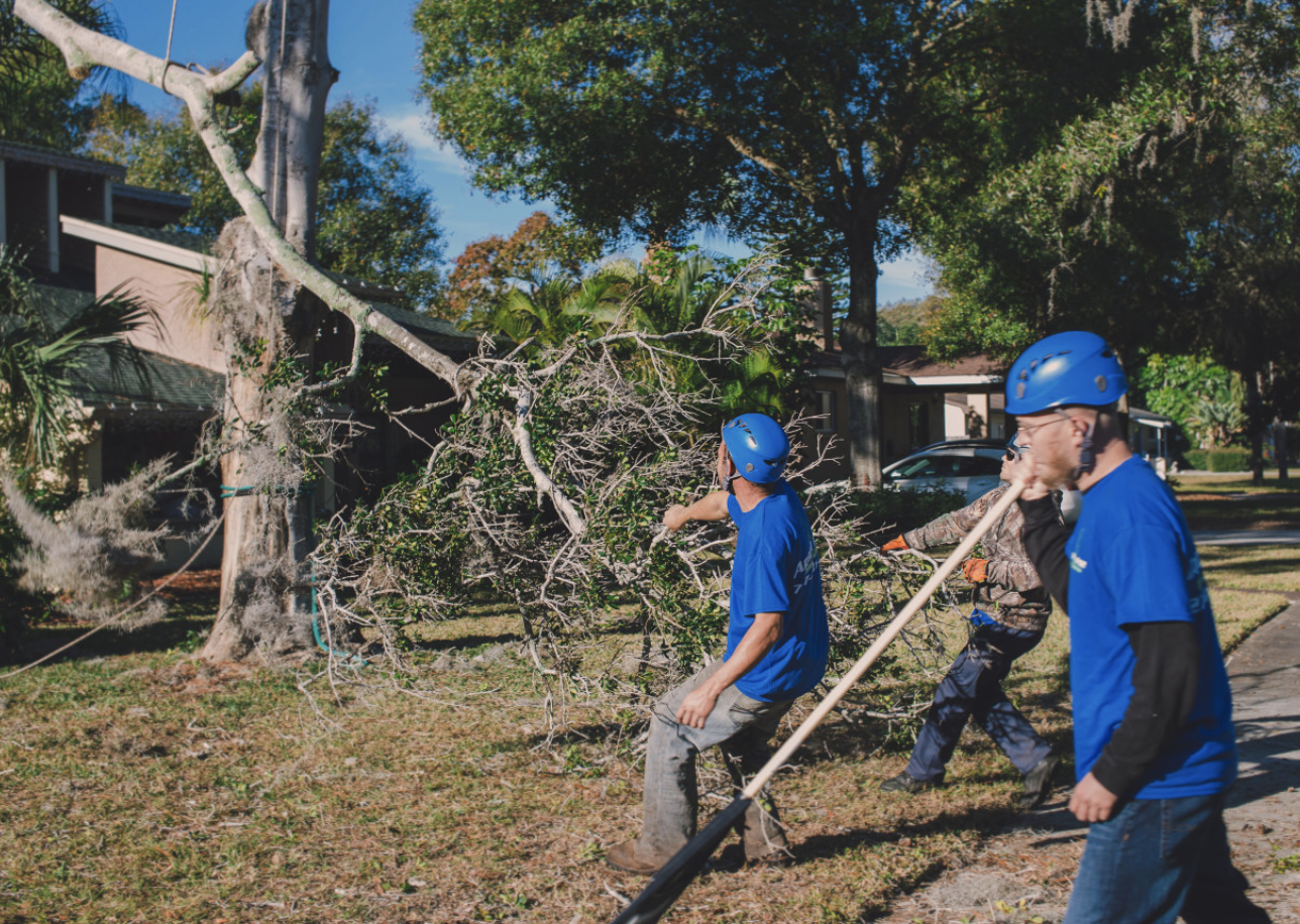Tree Service In Clearwater Myths