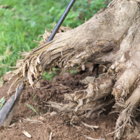How To Remove A Tree Stump And Roots