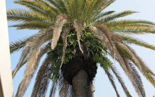 Pinellas Park Tree Removal