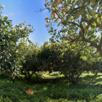 The Guide To Fruit Trees In Florida