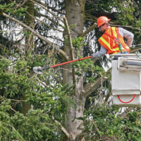 Improve Property With A Tree Trimming Service