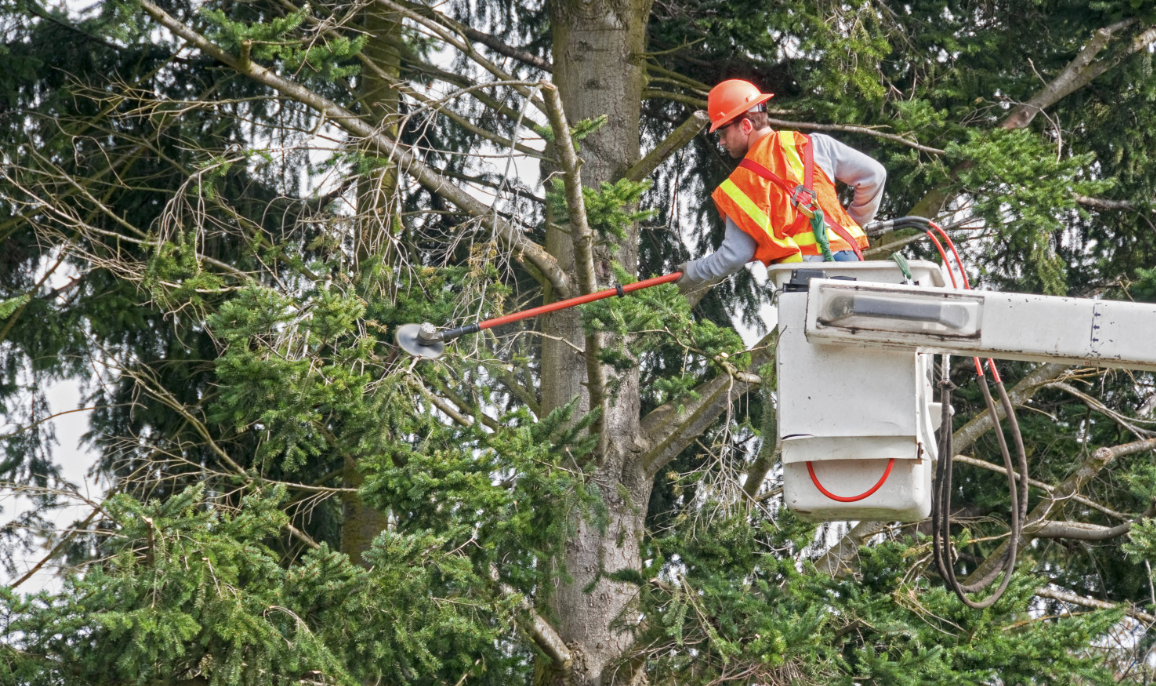 Improve Property With A Tree Trimming Service