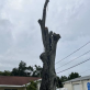 How Much Does Tree Removal In Clearwater Cost