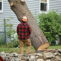 Tree Removal In St Pete VS. Stump Grinding