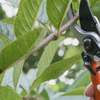 Pruning Basics With Arborwise Tree Service