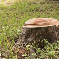 Types Of Professional Stump Removal