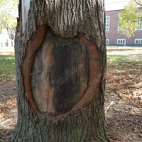 Tree Wound: How To Treat Them