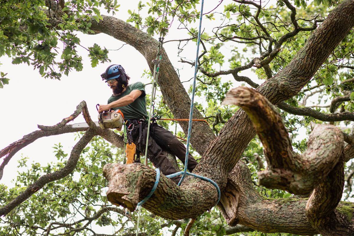 Tree Removal Safety Harbor