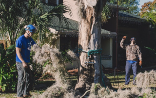 Gulfport FL Tree Removal 