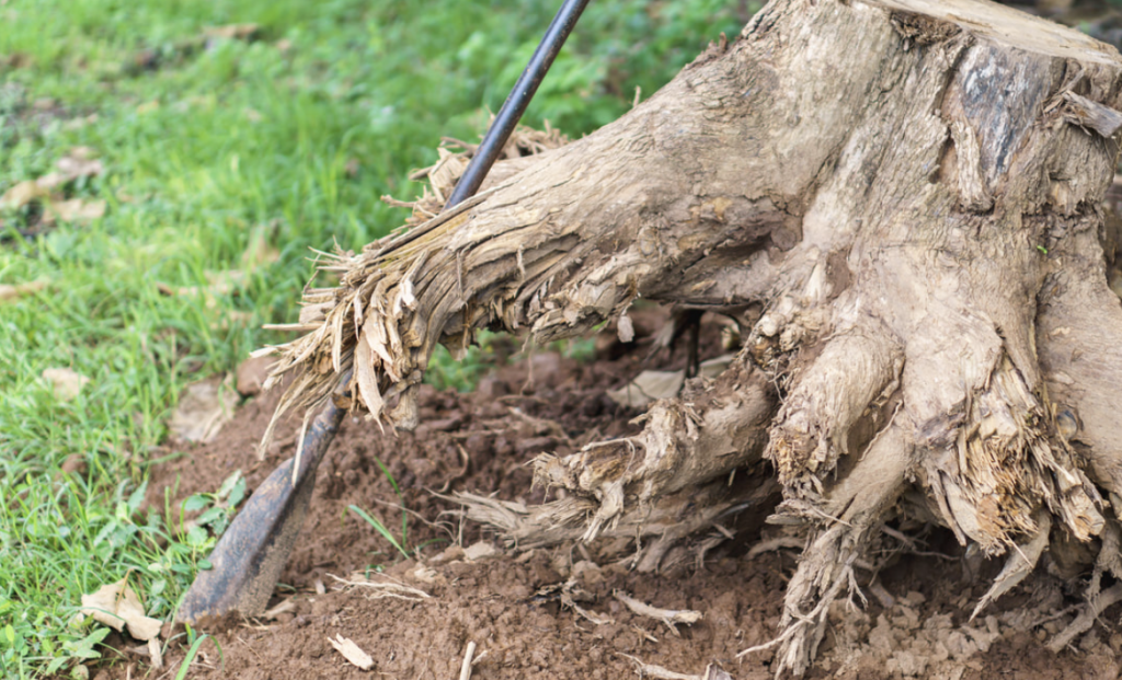 How To Remove A Tree Stump And Roots
