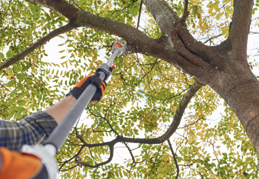 tree trimming service cost