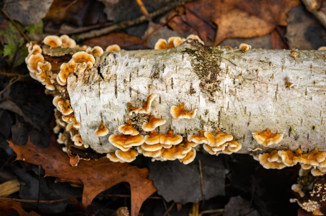 Types of Tree Fungus