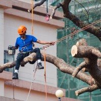 Masterful Tree Care: The Arborist Solutions Difference