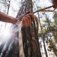 Tree limb Support: A Perfect Guide