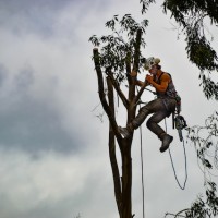 Clearwater Tree Care