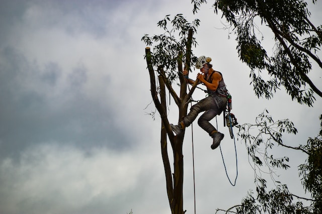 Clearwater Tree Care