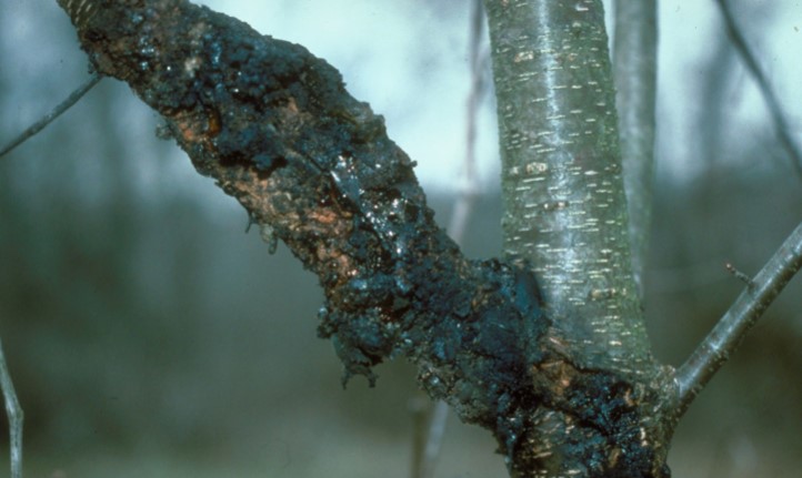 Common Tree Disease