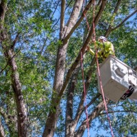 On Demand Tree Service: Arborwise Tree Services