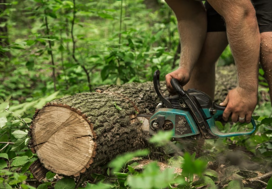 Tree Trimming Service Companies