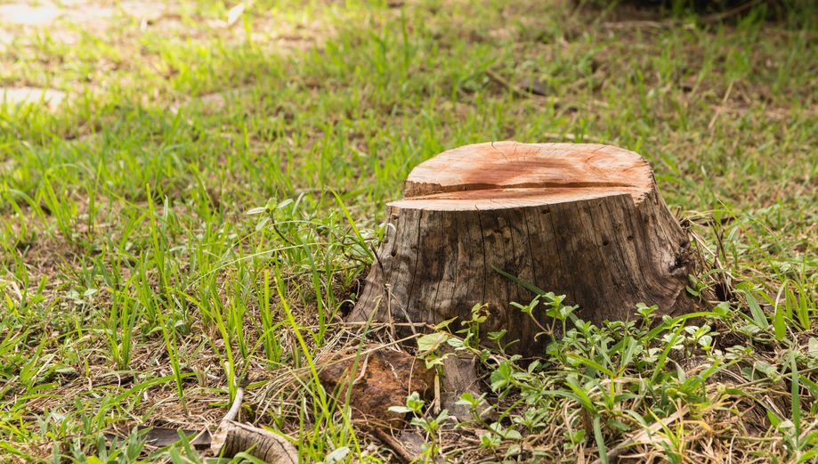 Is Tree Stump Removal Necessary
