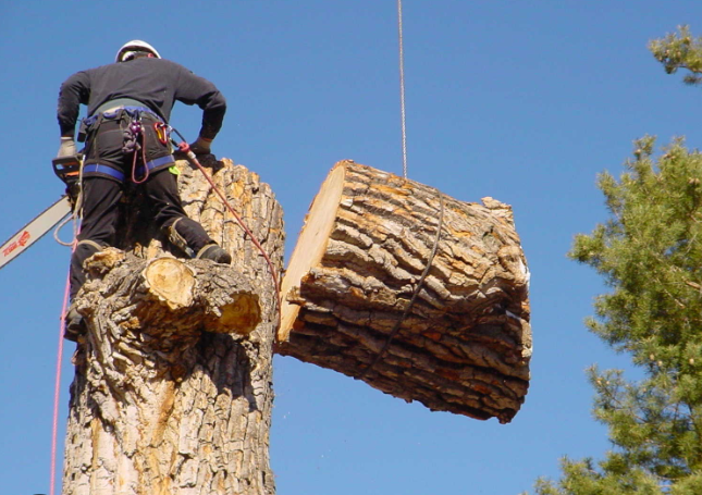 Low Cost Tree Removal: Affordable Solutions by Arborwise Tree Services