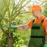 Professional Tree Care: Signs That A Tree Needs Professional Attention