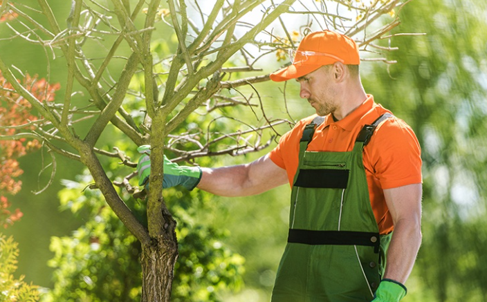 Professional Tree Care