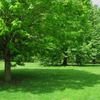 Top Shade Trees for Florida Landscapes: A Guide to the Best Choices