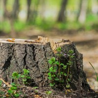 Is Tree Stump Removal Necessary? Exploring the Pros and Cons